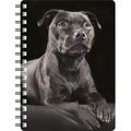 Black Staffordshire Bull Terrier laying down am...