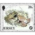 JERSEY, AMPHIBIAN, Mallorcan Midwife Toad, Alyt...
