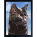 CAT FRIDGE MAGNETS BLACK, BLACK & WHITE, GINGER...