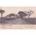Allee To The Pyramids Egypt Old 1904 Postcard