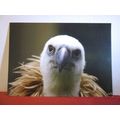 GRIFFON VULTURE, unused postcard The Hawk Conse...