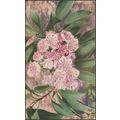 Mountain Laurel, Kalmia Latifolia, c.1940s - Il...