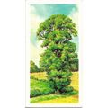 Trees in Britain 1966 Brooke Bond Tea Card 31 -...