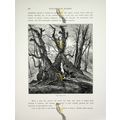 Etna Chestnut Tree, Italy, Book Illustration (P...