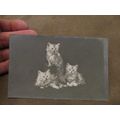 Early Greeting Postcard - Long Haired Kittens /...