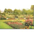 Glasgow - Greenbank Garden - Dixon postcard c.1...