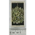 1925 Wills Flower Culture in Pots No. 1 Achimenes