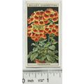 1925 Wills Flower Culture in Pots No. 11 Herbac...
