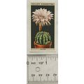1925 Wills Flower Culture in Pots No. 10 Hedgeh...