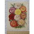 1939 Amateur Gardening illustration - Selection...