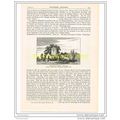 WILLESDON CHURCH, BOOK ILLUSTRATION FROM GREATE...