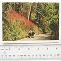 1983 postcard Foxgloves & Horse & Cart, Jersey,...