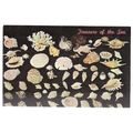 SEA SHELLS, TREASURES OF THE SEA vintage unused...