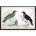 Araponga Summer Bird And Red-Breasted Fruit Cro...