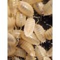 10 Porcellio SNOW WHITE ADULT woodlice Isopods ...