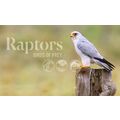 STAMP PACK: 2025 RAPTORS, BIRDS OF PREY, MINI-S...