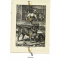 Bull Dog, Book Illustration (Print), 1884
