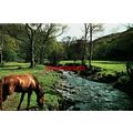 Exmoor, Stream In The Horner Valley, Somerset, ...