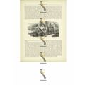 Steamboat On The Volga, Russia, Book Illustrati...