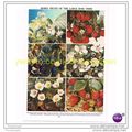 BERRY FRUITS OF THE LARGE ROSE TRIBE, Book Illu...