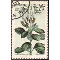 OMAN, FLOWER, Cantua Lobii Herinoq, light green 1972, 8b