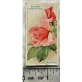 1926 Wills Roses No. 40 Mrs. Henry Morse