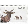 SOUTH WEST AFRICA, MAMMAL, Common Tsessebe, off...