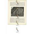 Guano Deposit, Middle Island, Chincha Islands, ...
