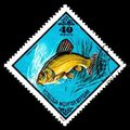 Mongolia 1975 Fish 40M Used Stamp