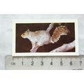1958 Horniman's Tea card Wild animals No. 17 Gr...