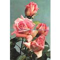 D026915 Rose Margaret. Dixon