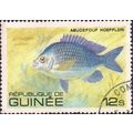 GUINEA, FISH, Abudefuf hoeffleri, yellow 1980, 12s