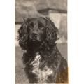 RPPC Postcard Black Spaniel Dog