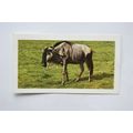 1958 Horniman's Tea card Wild animals No. 44 Gnu