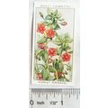 1936 Wills, Wild Flowers No. 28 Scarlet Pimpernel