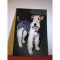 A WIRE HAIRED FOX TERRIER DOG.., unused postcard =