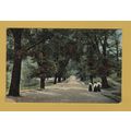 Park Avenue, Greenwich Park - Postally Unused -...