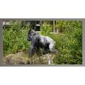 Majestic Silverback Gorilla A5 Silver