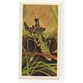 1976 Brooke Bond Tea card Wonders of Wildlife N...
