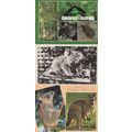 Australian Koala Bear Rainforest 3x Postcard s ...