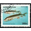 Azerbaijan 1995 Animal Fish 250M Used Stamp