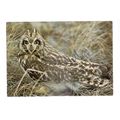 SHORT EARED OWL...unused postcard by J.Arthur D...