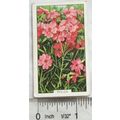 1938 Gallaher's Garden flowers No. 42 Phlox