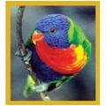Bookmark (magnetic) - Rainbow Lorikeet NEW
