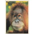 HALLMARK - AM I CUTE...OR WHAT? - POSTCARD :