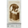 De Reszke Real Photographs card No. 6 In Hot Wa...