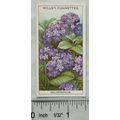 1933 Wills Garden Flowers No. 24 Heliotopium