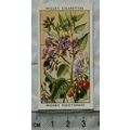 1936 Wills, Wild Flowers No. 34 Woody Nightshade