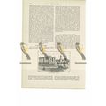 Seaman's Bethel, Glasgow, Book Illustration (Pr...