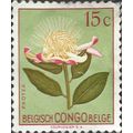 BELGIAN CONGO, FLOWER, Protea argyrea, green 19...
